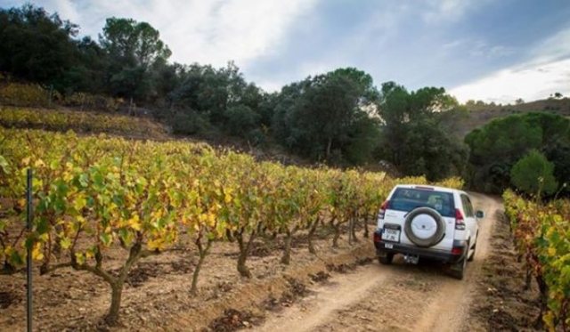  off-road vehicle among the vineyards 